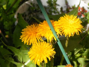 Fleurs de pissenlit, naturopathie